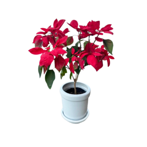 [WGG] Poinsetta Plant