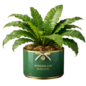 Bird's Nest Fern