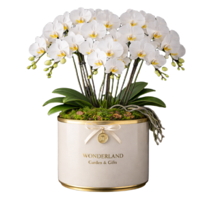 Moth Orchid