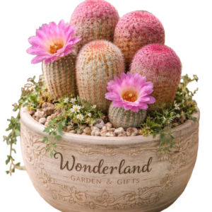 [Wonderland] Rainbow Cacti